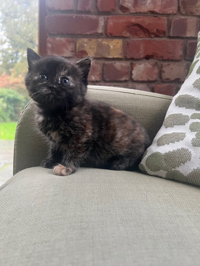 Kittens for Sale