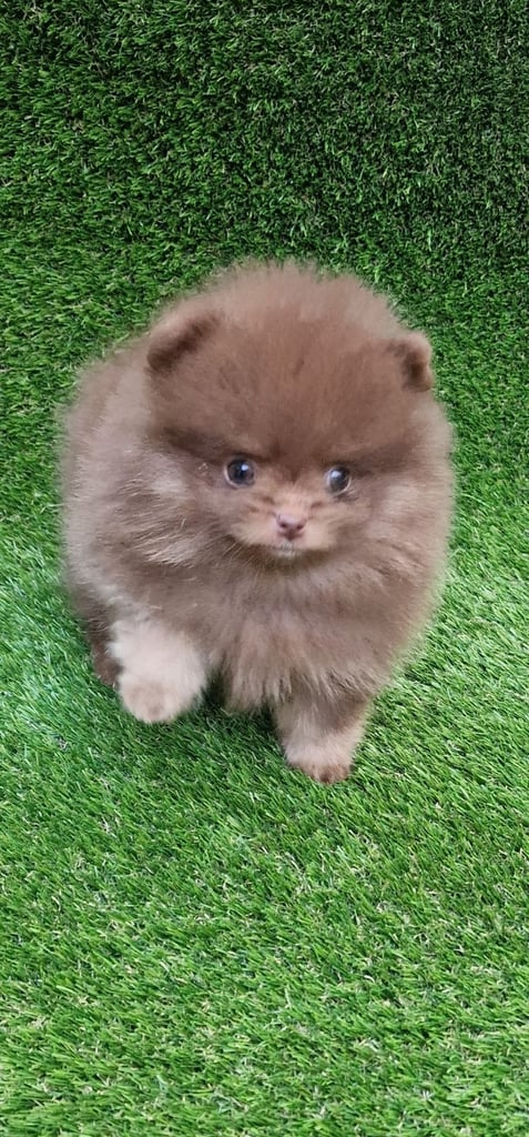 🧸 TOPQUILITY RARE POMERANIAN PUPPIE'S 🧸