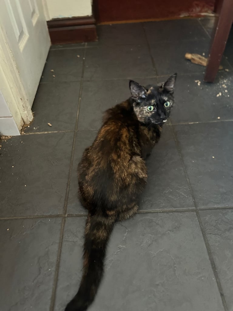 Female Domestic short haired tabby cat