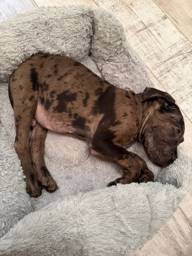 Stunning cane corso puppy (Boy)