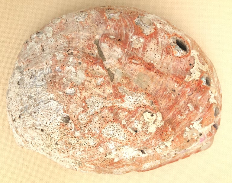Large Abalone (?) shell ONO