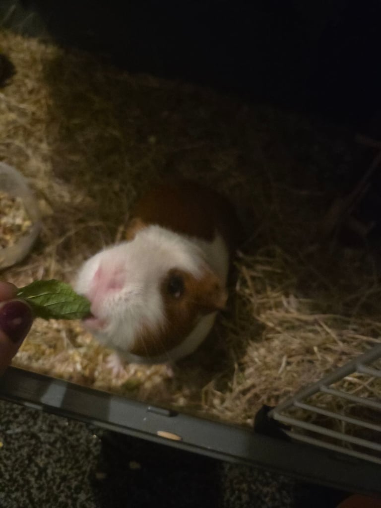 2 Bonded male guinea pigs