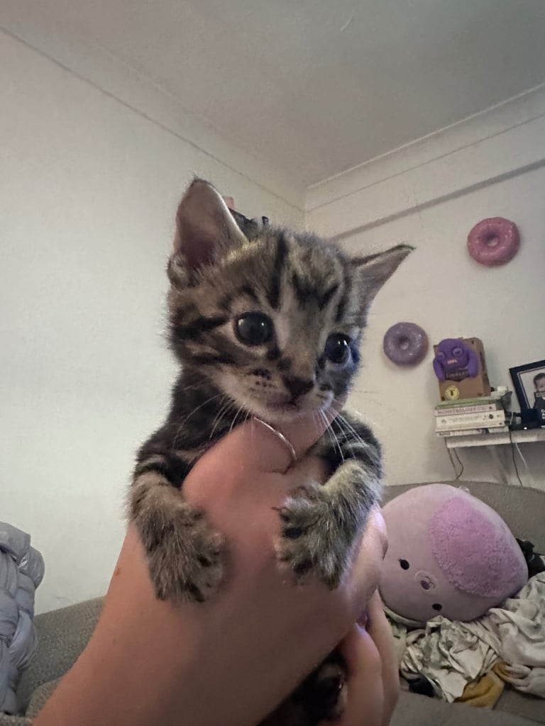 Bengal X Kittens 