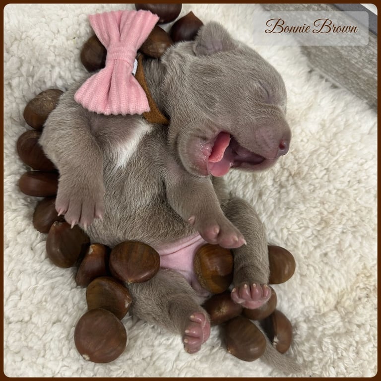 Neapolitan Mastiff X Cane Corso