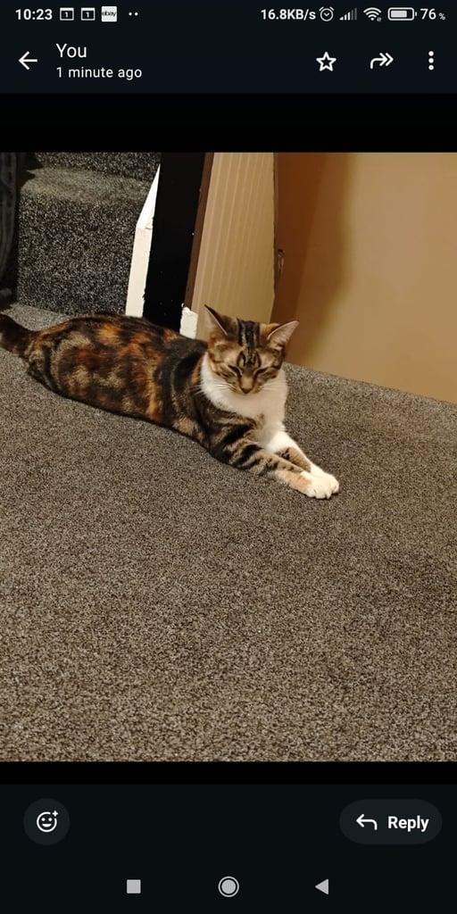 1 year old female Cat 