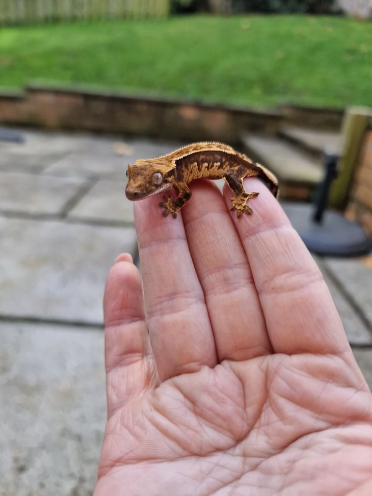 Stunning tri colour crested gecko baby 