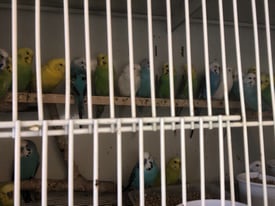 Budgies all colours and ages