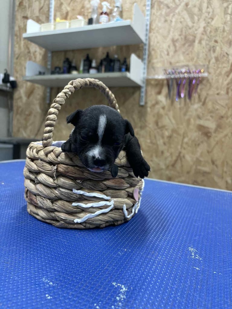 Staffordshire Bull Terrier Pups