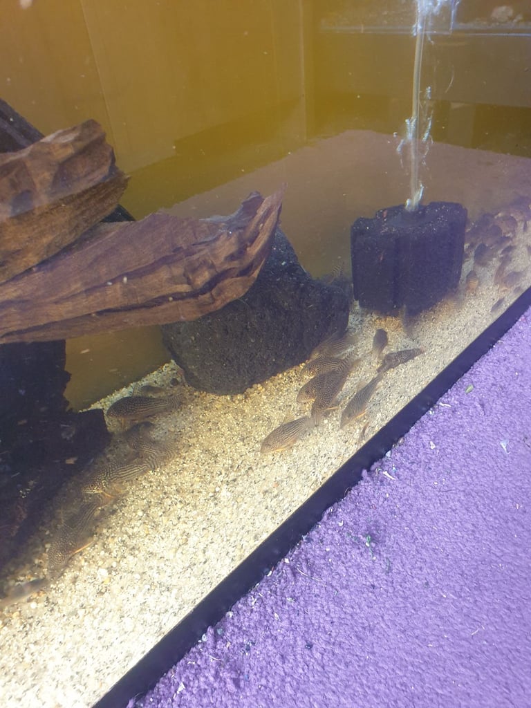 Tropical fish Angelfish,corydoras,super reds long fins plecos,shrimps, and l397 plecos 