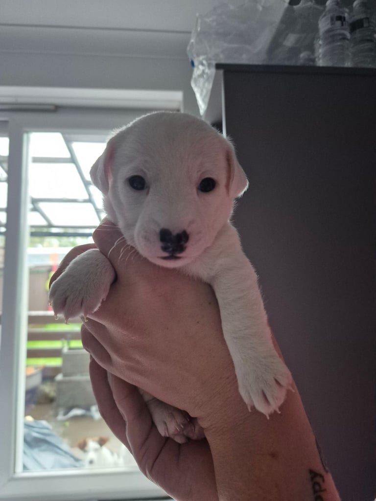 Jackie russell puppies 