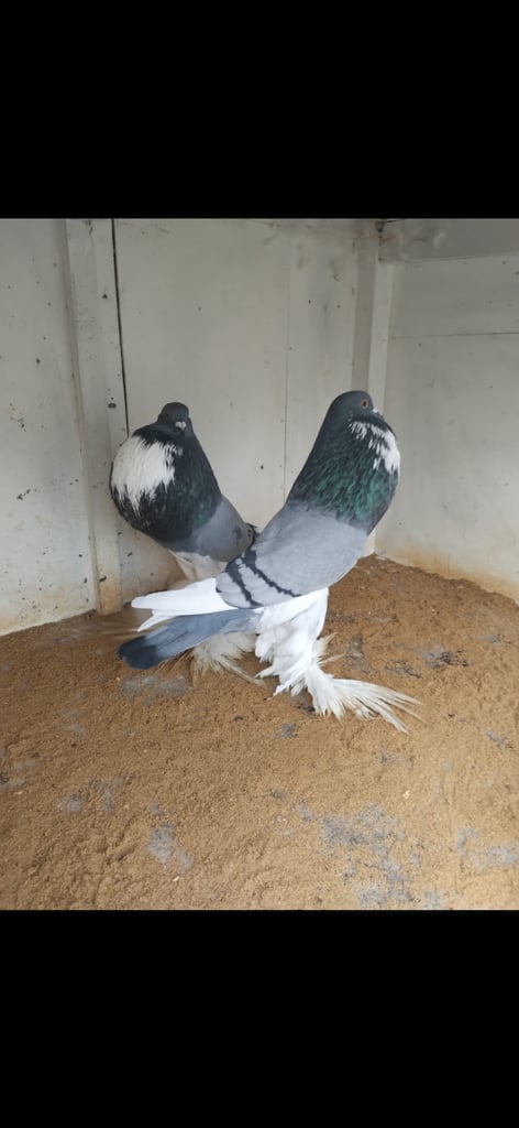 Sale pigeon
