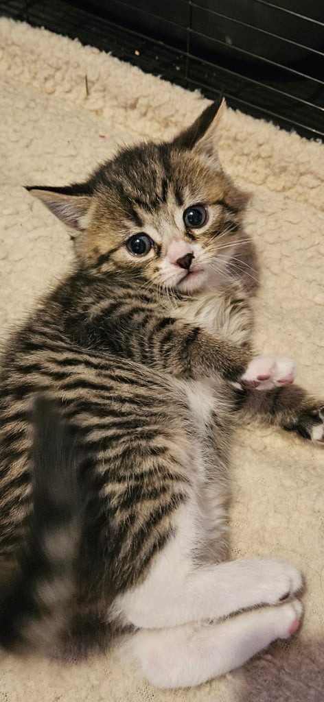 Beatiful kittens Ready now