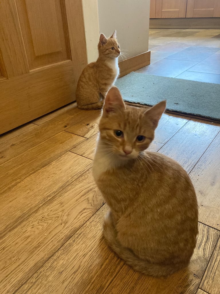 Kittens for Sale