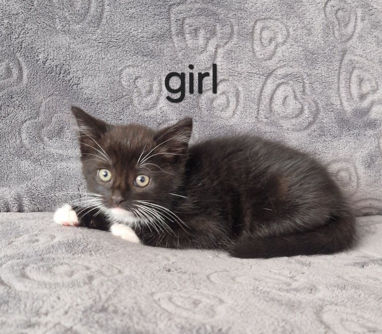 Kittens