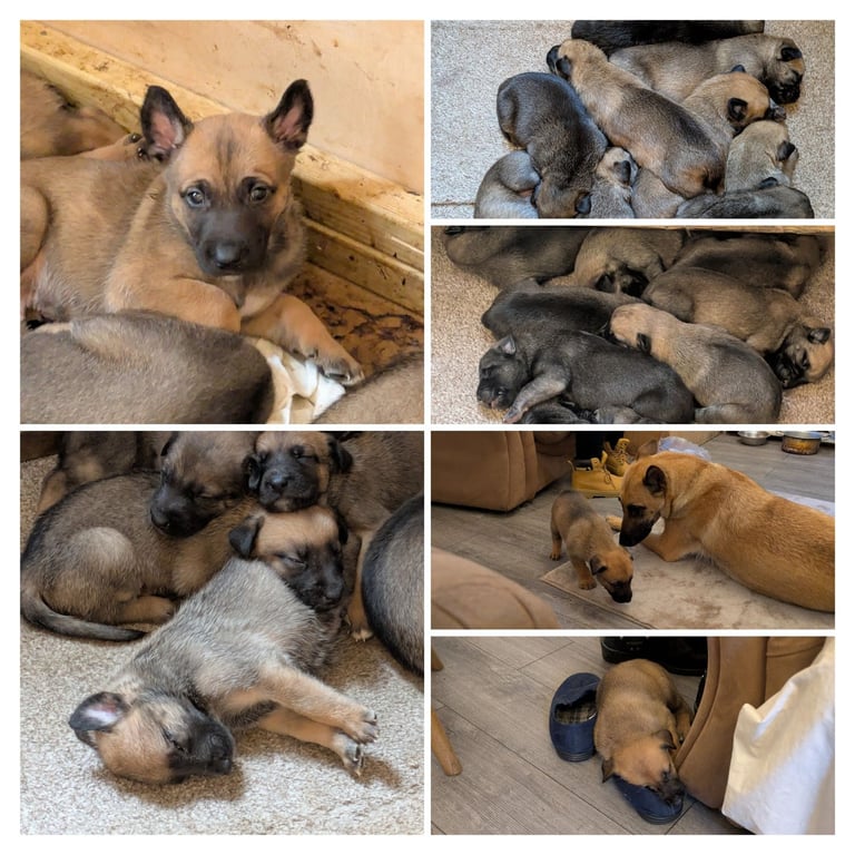 image for Puppies for sale 