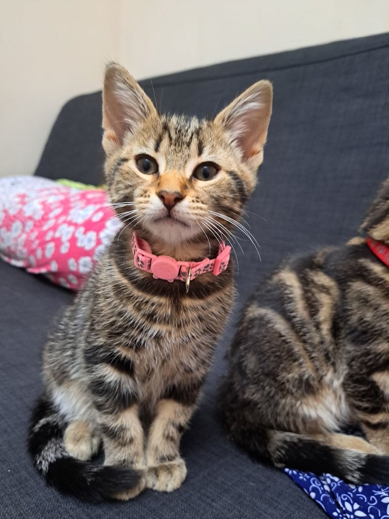 Kittens waiting for a forever home (last one)