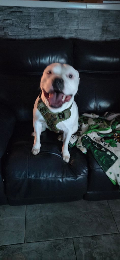Male Staffy Needs a loving Home 