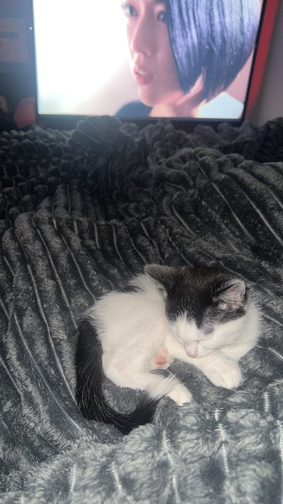 Grey & Black Kitten