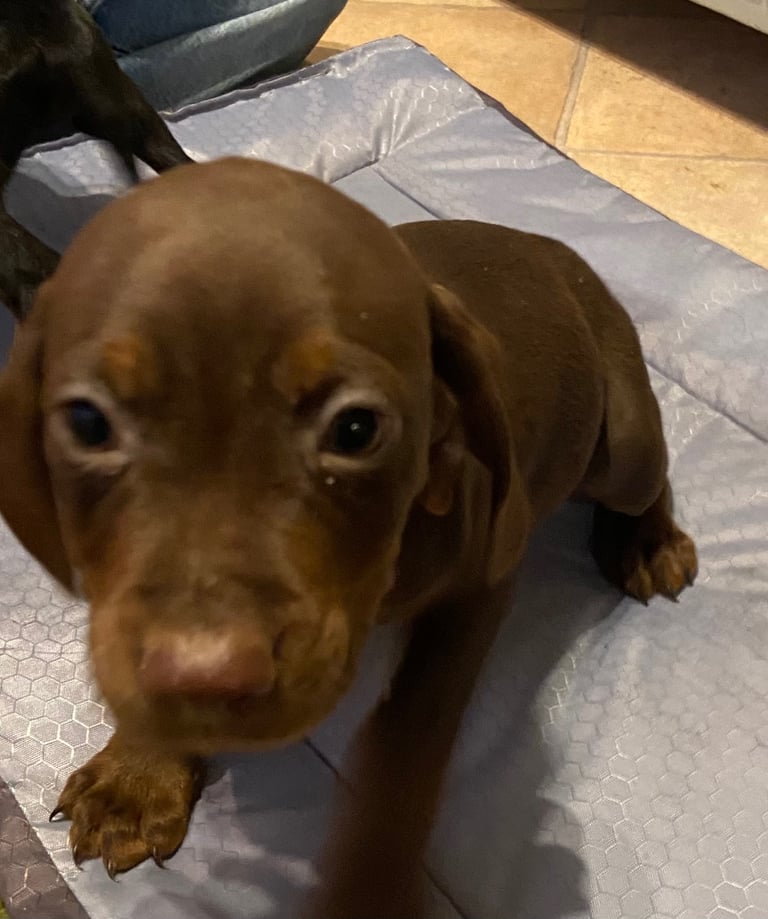 Vizsla X cocker spaniel 