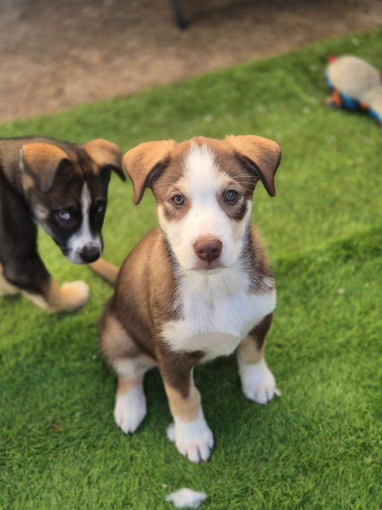 Husky mix puppies - 4 girls left! 