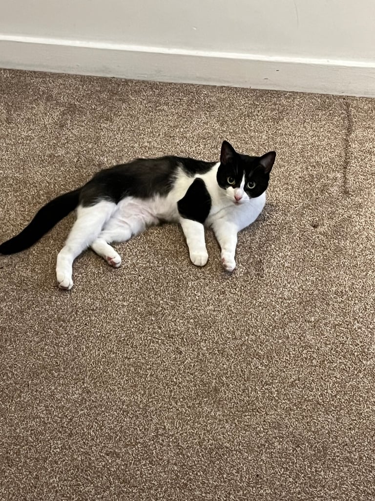 2 black and white cats 