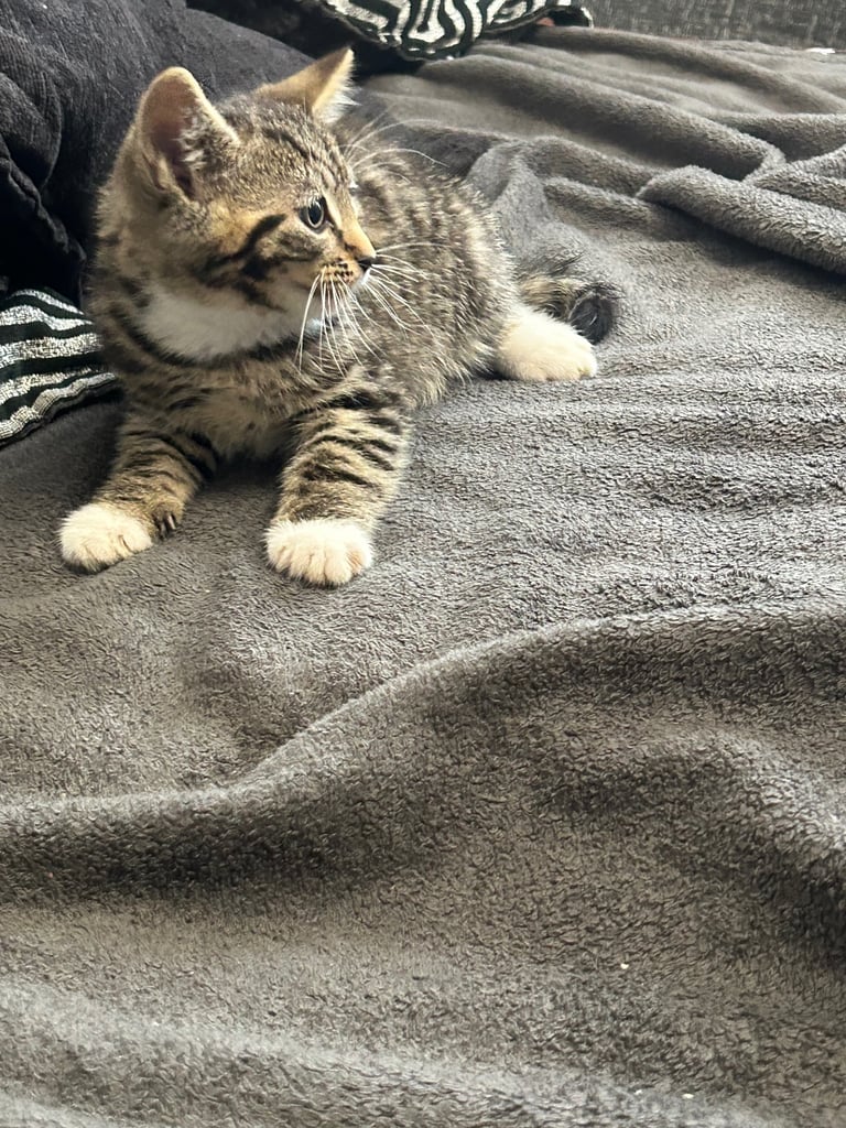  🐾 4 Beautiful Kittens for Sale – 8 Weeks Old 🐾