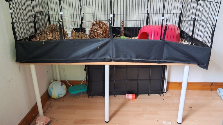 2 Guniea pigs and enclosure