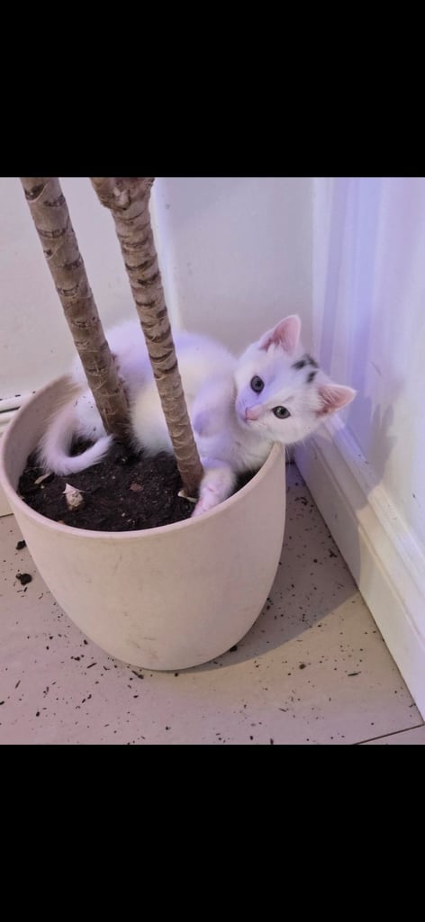 Kitten for sales