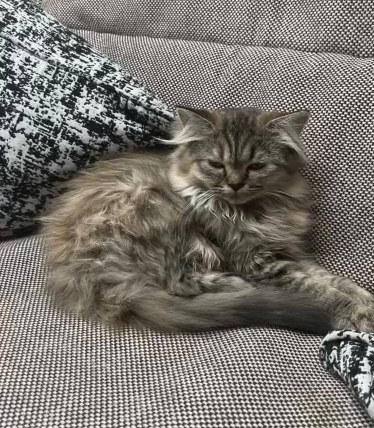 Beautiful Chinchilla X Persian Female Cat