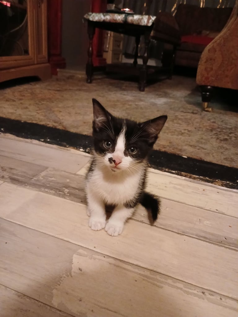 Kittens