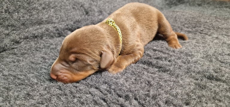 Top Line Doberman Puppies