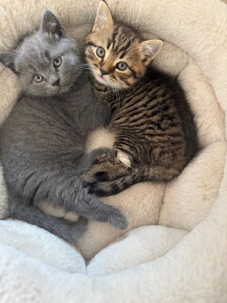 Grey - Taby British shorthair-ready for home 
