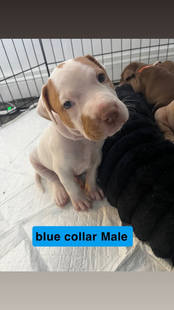 Staffy mix pups