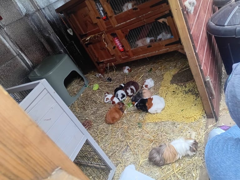 Guinea pigs for sale