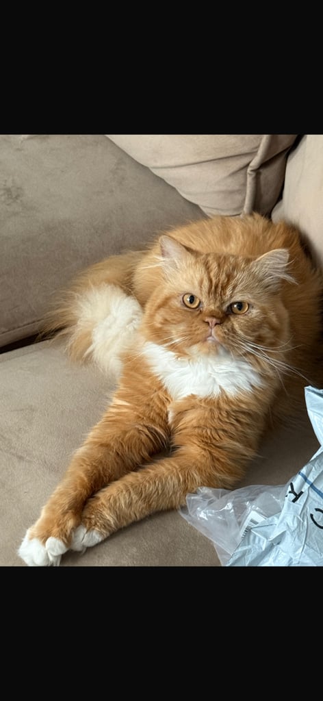 Persian Kittens For Sale