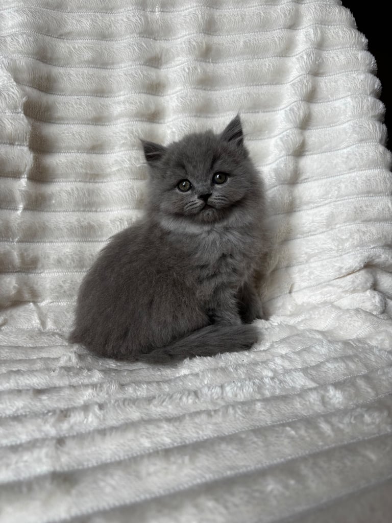 GCCF BRITISH SHORTHAIR & BRITISH LONGHAIR KITTENS