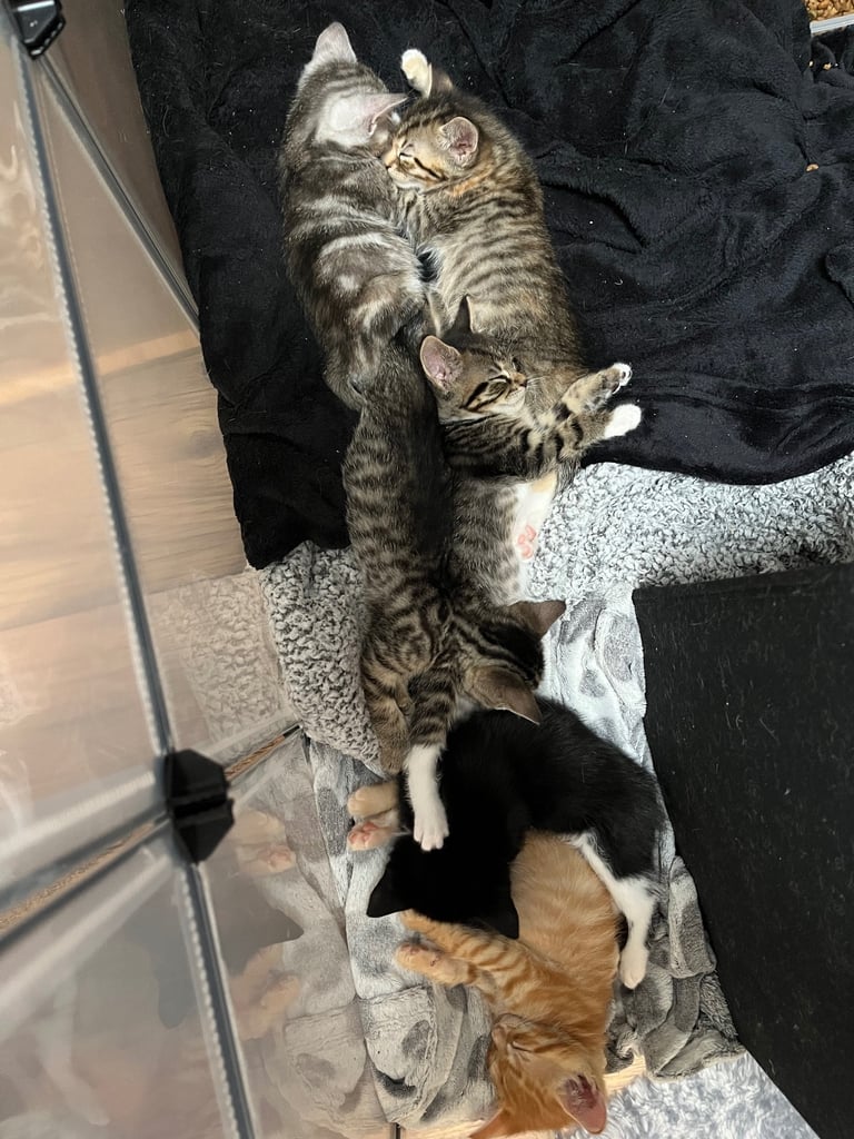 5 tabby kittens for sale 