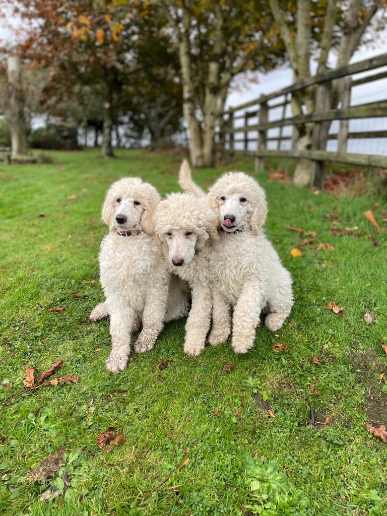 Standard Poodle pups