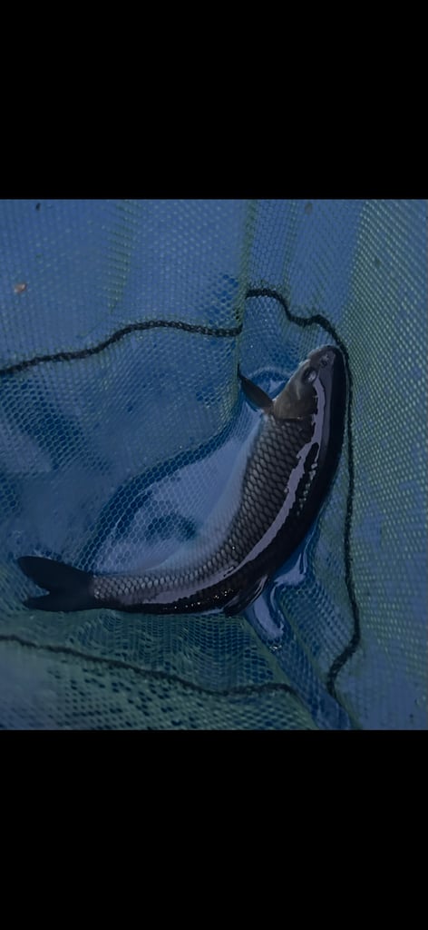 image for Koi pond with koi
