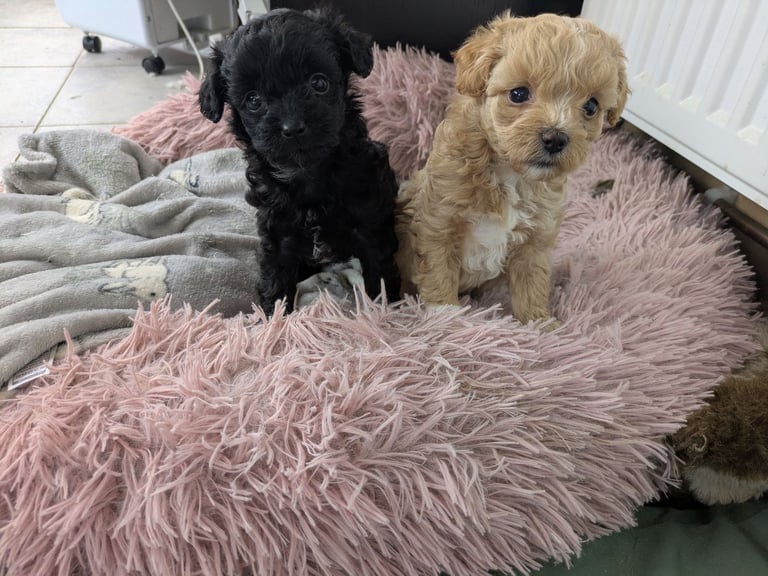 image for 2 Puppies for sale