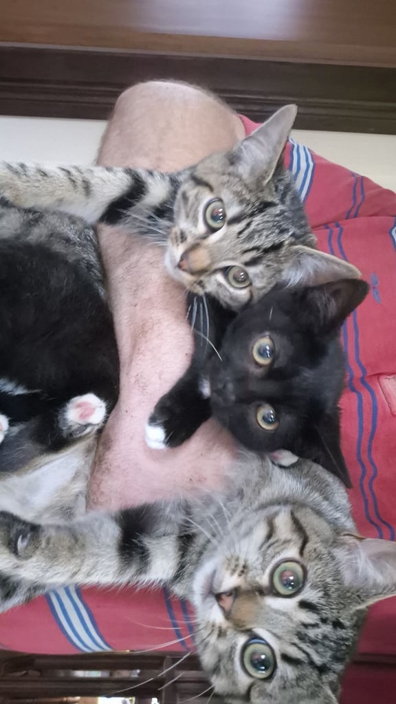 Kittens for sale