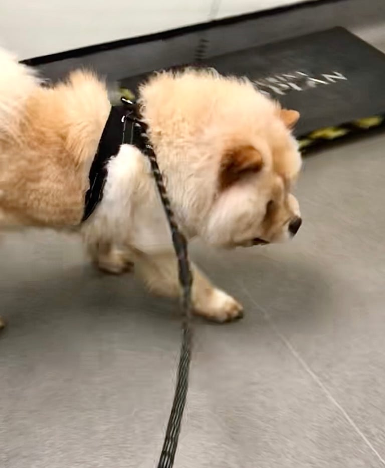 🩷 GORGEOUS KC FEMALE CHOW FOR SALE!!!! 🩷