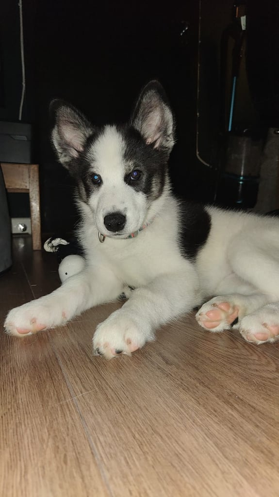 Samusky puppy female