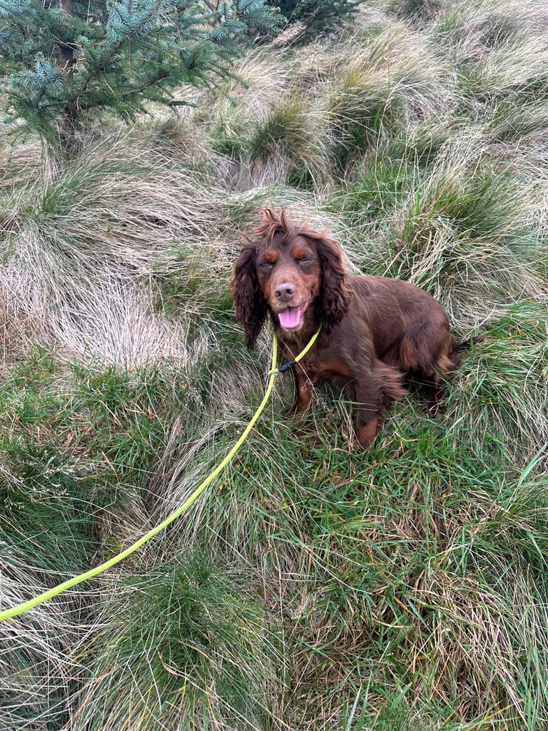 Stunning little red cocker spaniel male £800