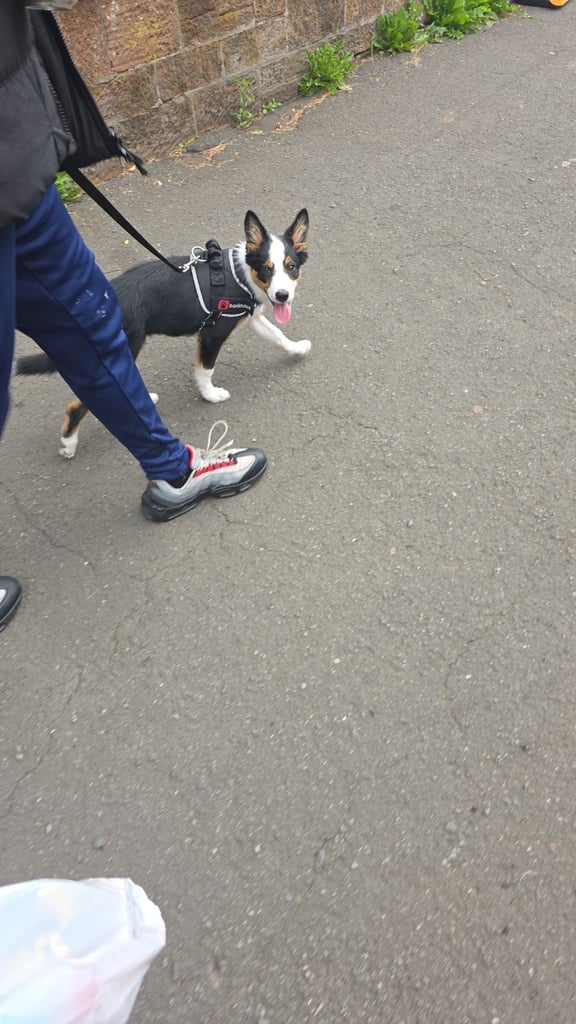 6 month and 1 week old border collie