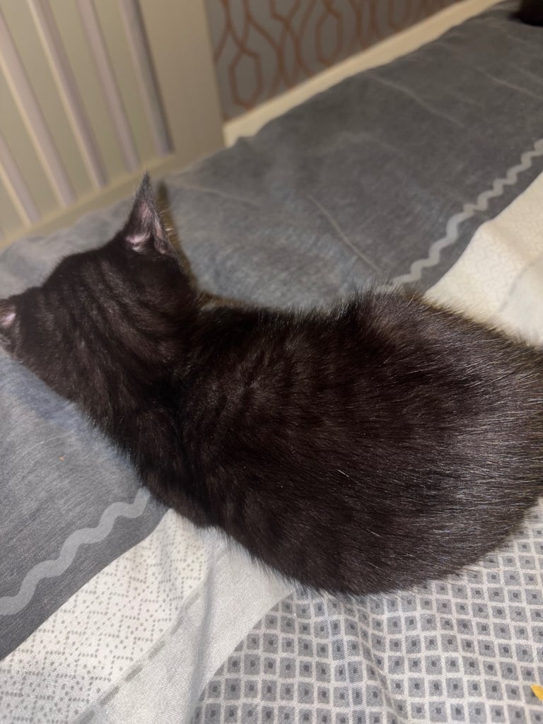 Bengal cross kittens 