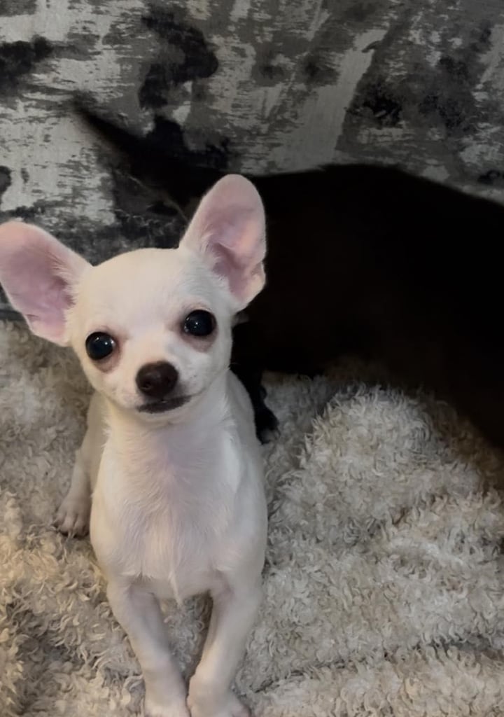 Chihuahua puppies ready now with both vaccine 