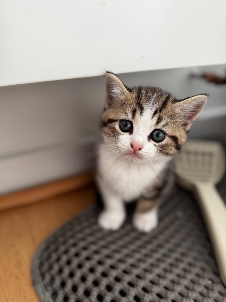 Kittens 