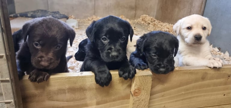 Black Labrador Show Pups