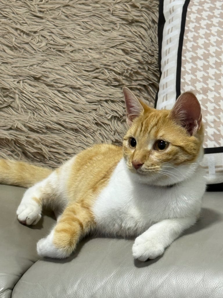 Cat for sale 8 months old